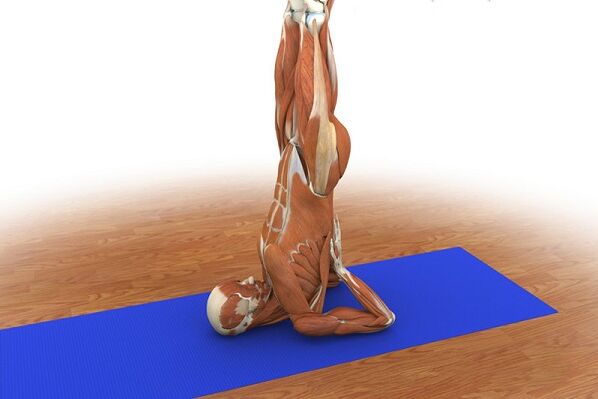 ვარჯიში პოტენციისთვის არყი